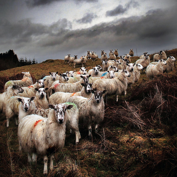 staring_sheep___road_to_ayr_by_coigach-d1ts2rx
