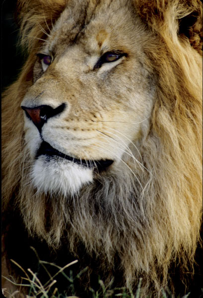 Lion_by_Art_Photo